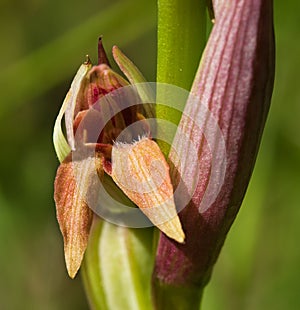 Small Flowered Tongue Orchid malformation Ã¢â¬â Serapias parviflora photo